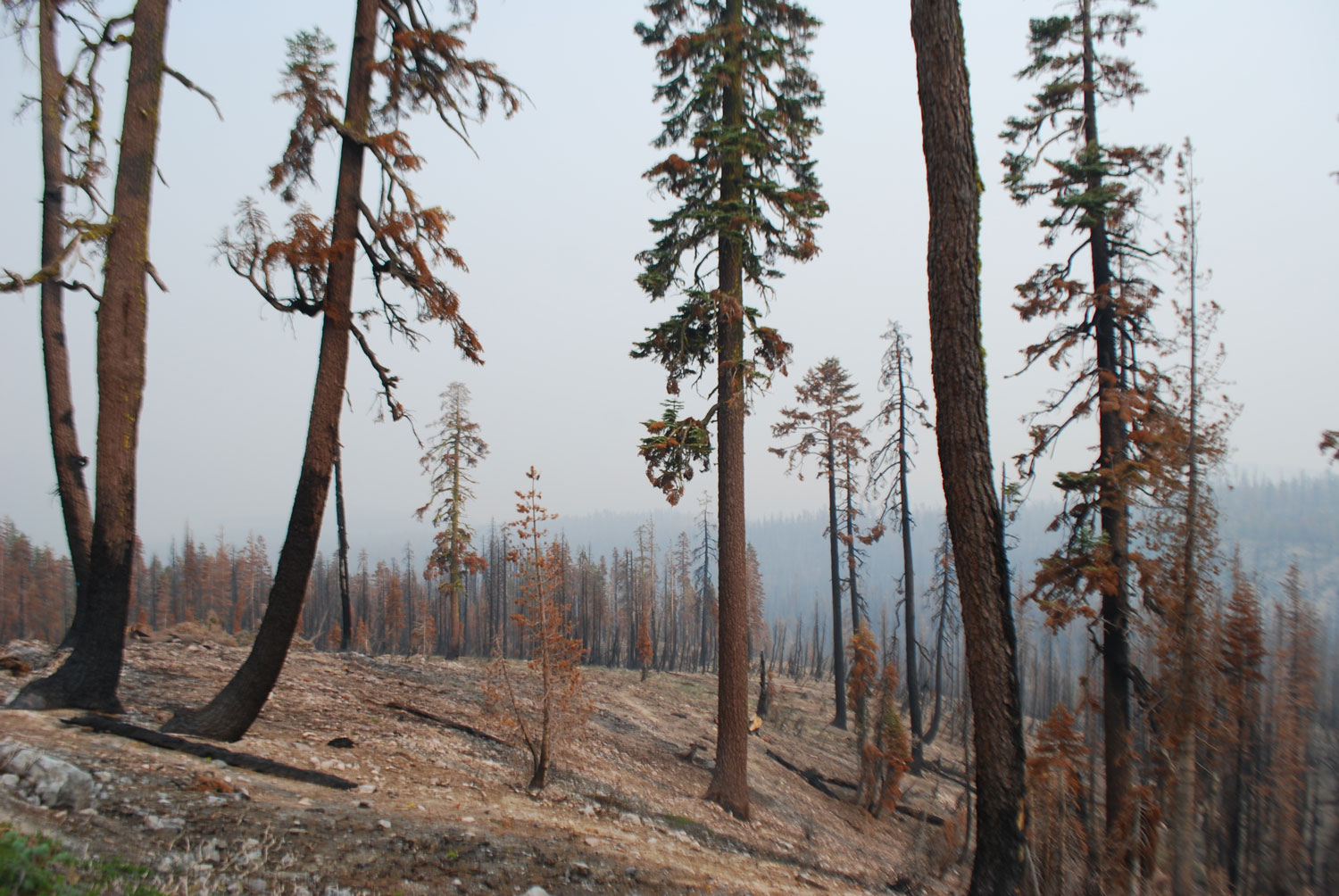 forest-fire-lassen3