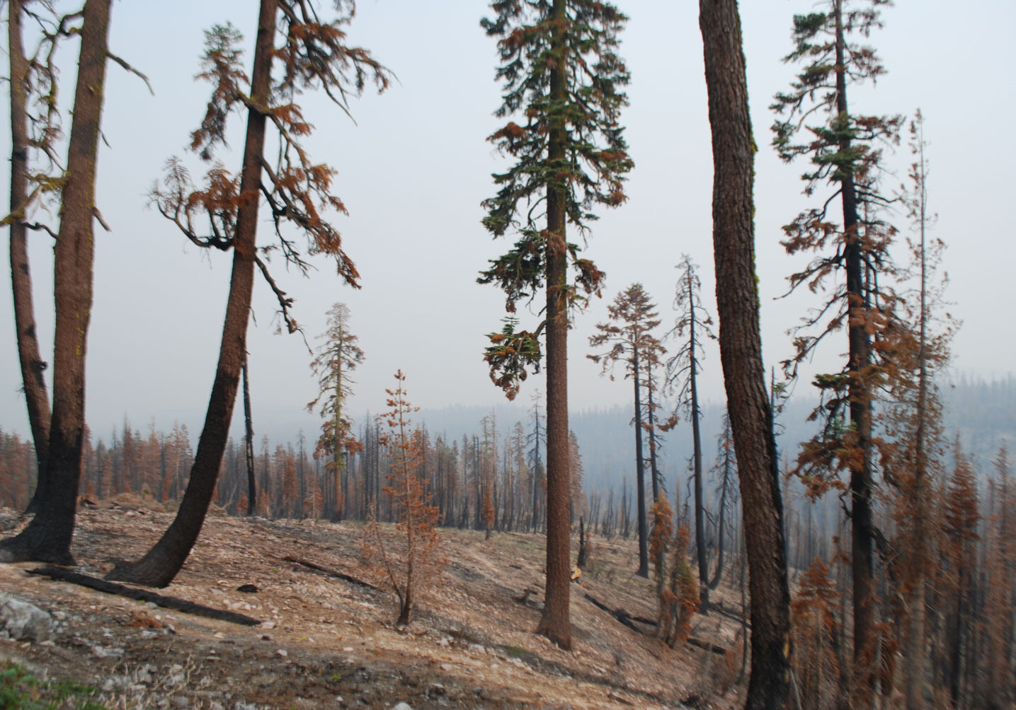 forest-fire-lassen4